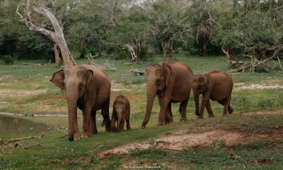 Wild Heart Of Sri Lanka